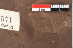 Foto (Detailansicht) von Myrica lignitum Unger (NHMW-GEO-2024-0188-0571)